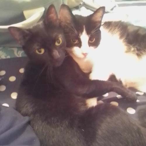 Kiki(black)and Roma(Black/whi)