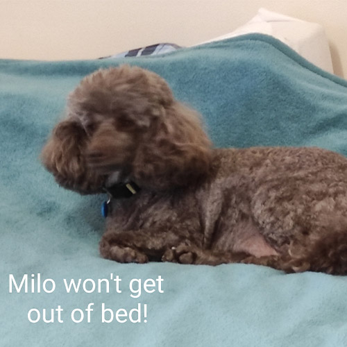 Milo