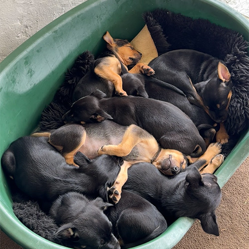 Joy’s litter