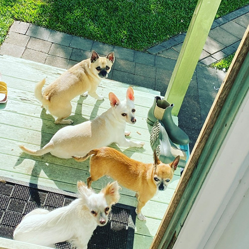 Biggie, Chevy, Lena, Rocco