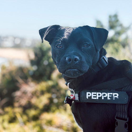 Pepper