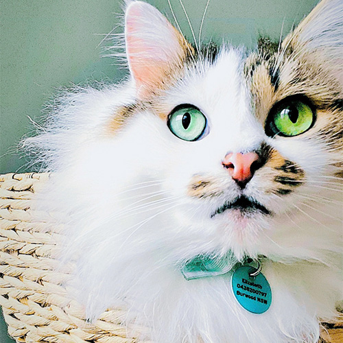 Figaro