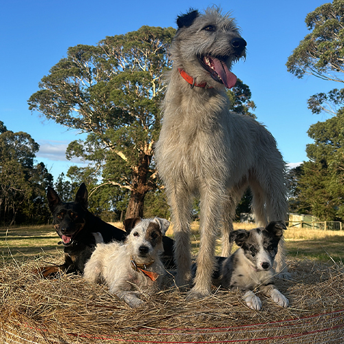 Peg, Jinx, Annie & Floss 