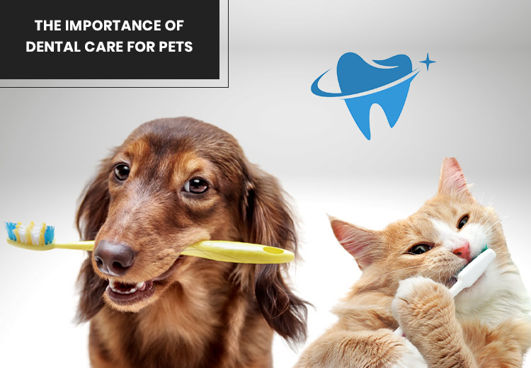 VS-articale-Importance-of-Dental-Care-for-Pets_07032024_035235.jpg