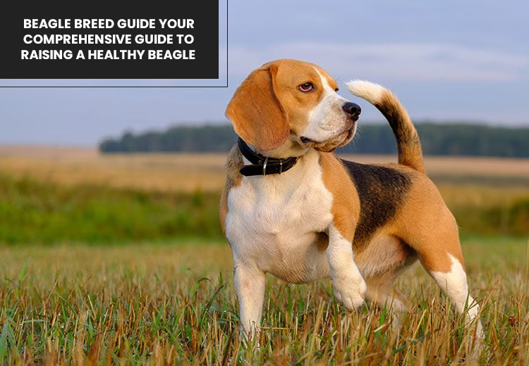 VS-beagle-breed-guide_02282025_010149.jpg