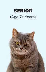 Senior Cat