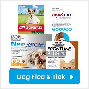 Dog Flea and Tick